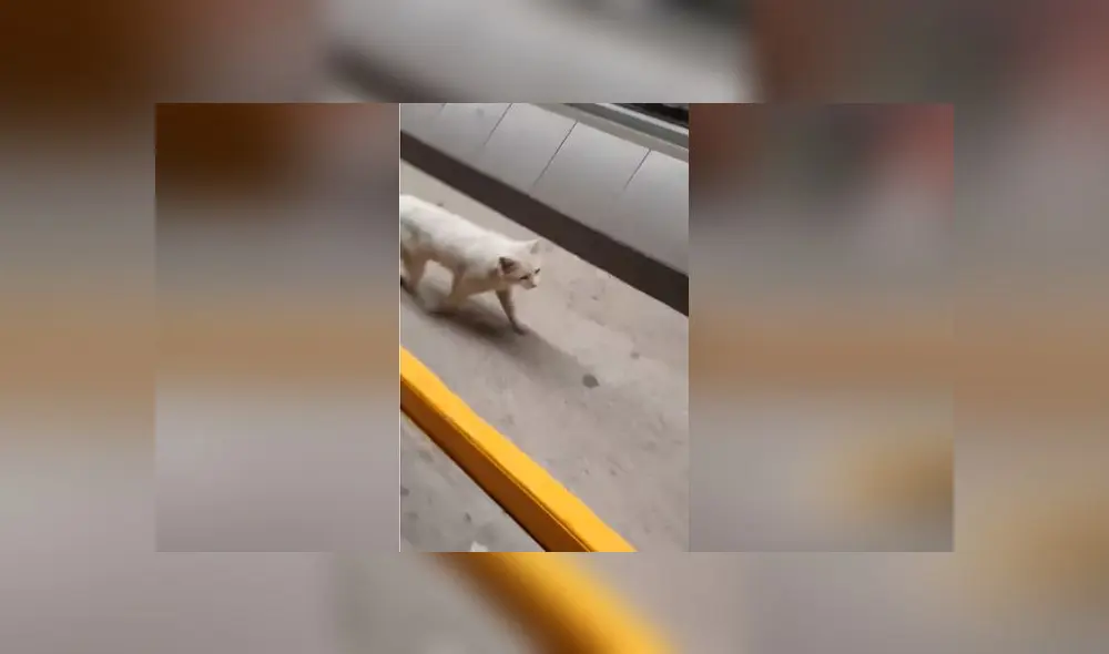 Desliza las imágenes para conoce un poco de más de 'Conejo', el pequeño gato que se robó el corazón de miles. Foto: Tania Sants/Facebook Desliza las imágenes para conoce un poco de más de 'Conejo', el pequeño gato que se robó el corazón de miles. Foto: Tania Sants/Facebook