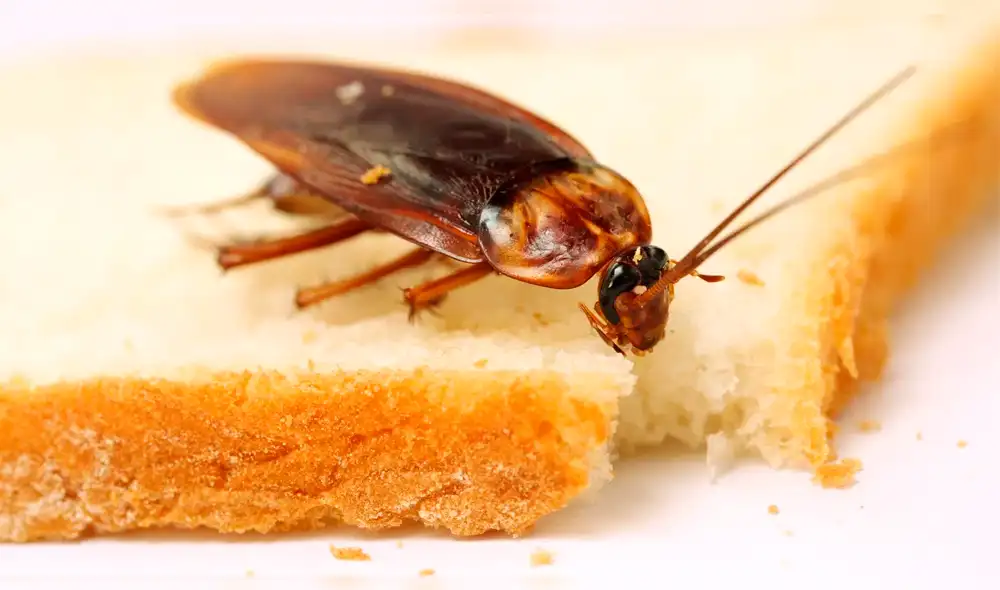 El pan hecho con cucarachas tiene más proteínas que la carne roja