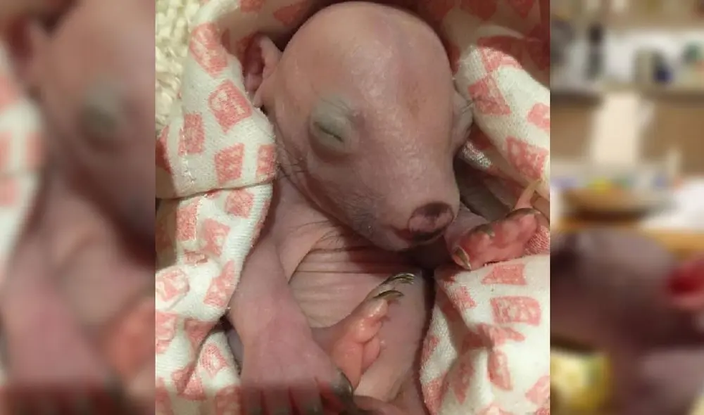 Desliza para ver la historia de la pequeña wombat. Foto: Instagram/@crazy_wombat_lady