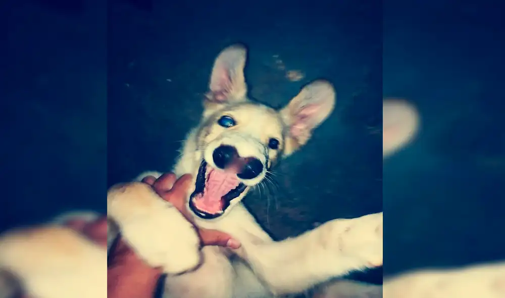 Desliza las imágenes para conocer al tierno Joaquín, el perrito que insta a apoyar la adopción. Foto: Facebook