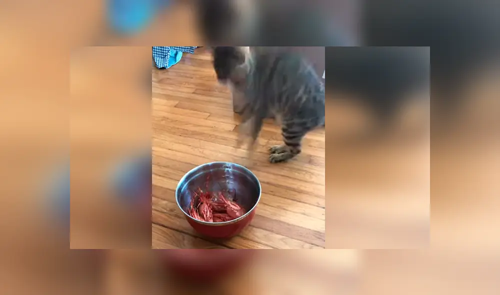 Vía YouTube. El felino estaba a punto de devorar su banquete, pero salió espantado por un perturbador detalle Vía YouTube. El felino estaba a punto de devorar su banquete, pero salió espantado por un perturbador detalle
