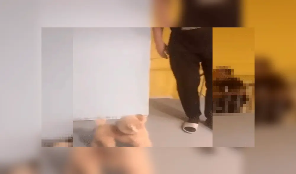 Perros que son captados ‘planeando’ asustar a su dueño con insólito truco remecen las redes [VIDEO]