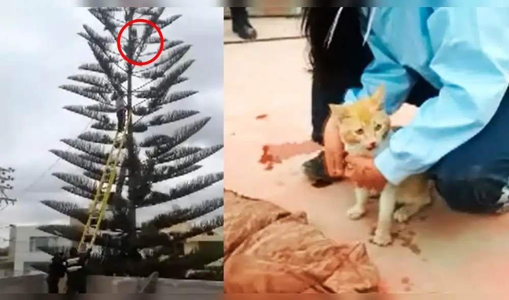 Arequipa: travieso gatito que trepó árbol de 25 metros de altura fue rescatado [VIDEO]