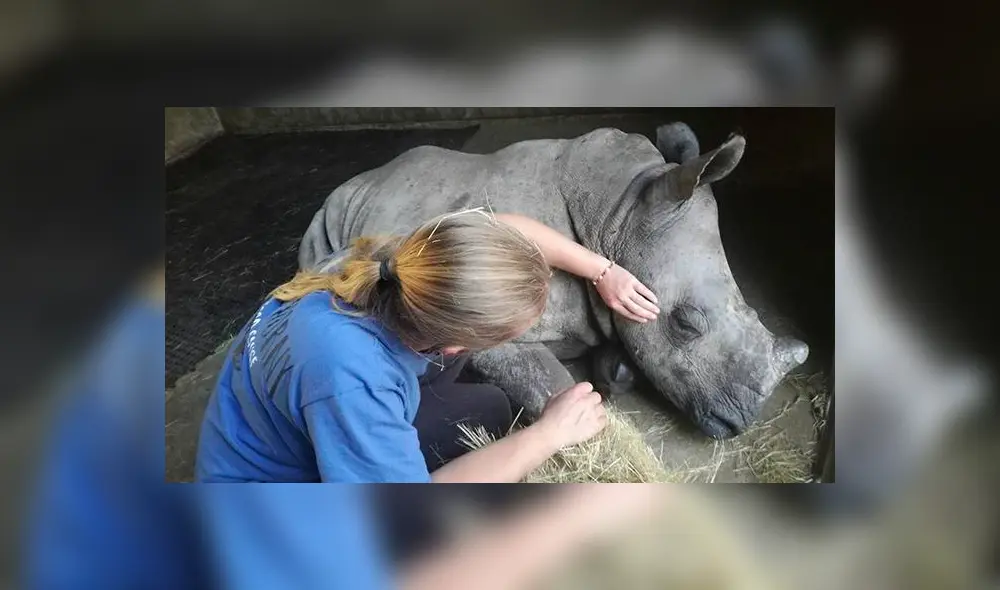 Bebé rinoceronte que perdió a su madre (por cazadores) no dejaba de llorar [VIDEO]