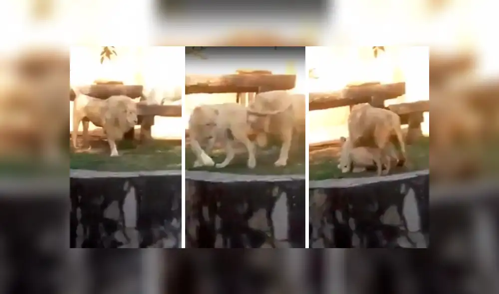 YouTube viral: ingeniosa madre usa gran truco para que su hijo no vea a dos leones en momento íntimo [VIDEO]