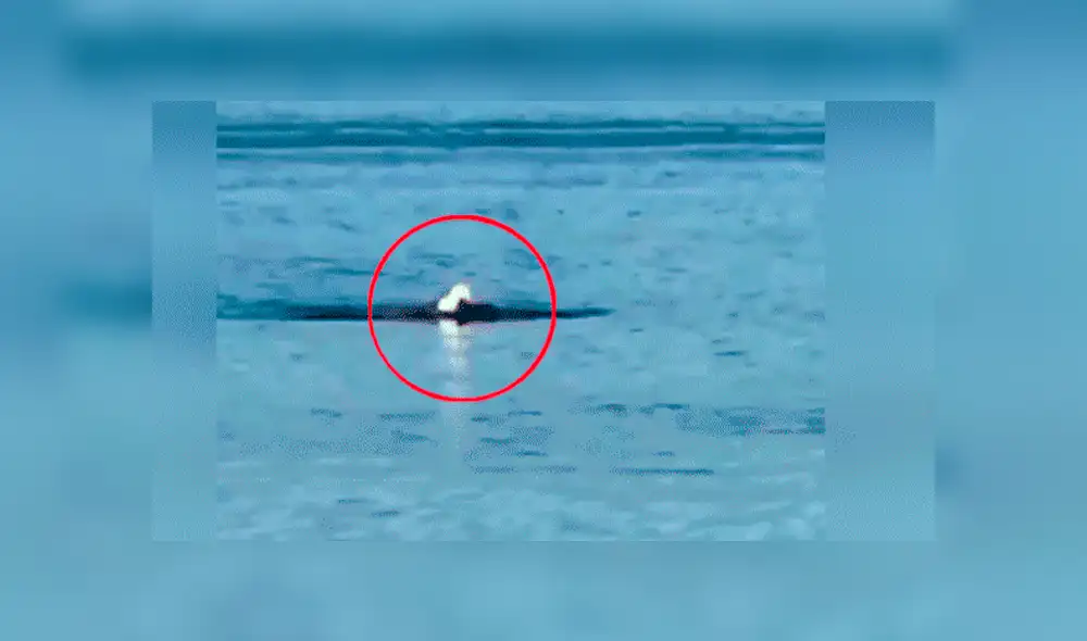 YouTube viral: águila  es captada nadando como una persona y provoca confusión en miles [VIDEO]