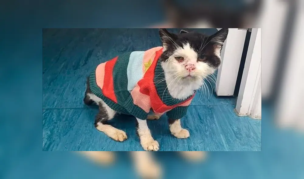 Muere Maximus, el gato callejero que batalló contra el VIH felino [VIDEO]