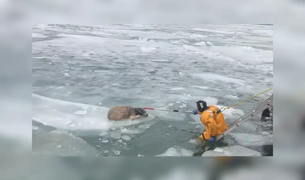 Rescatistas de Míchigan ayudan a un perro atrapado. Foto: Policía de Michigan