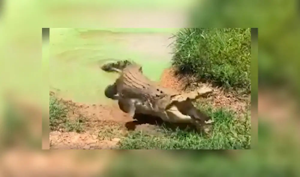 Facebook viral: hombre visitó pantano abandonado, se acerca y enorme reptil intentó devorarlo [VIDEO] 