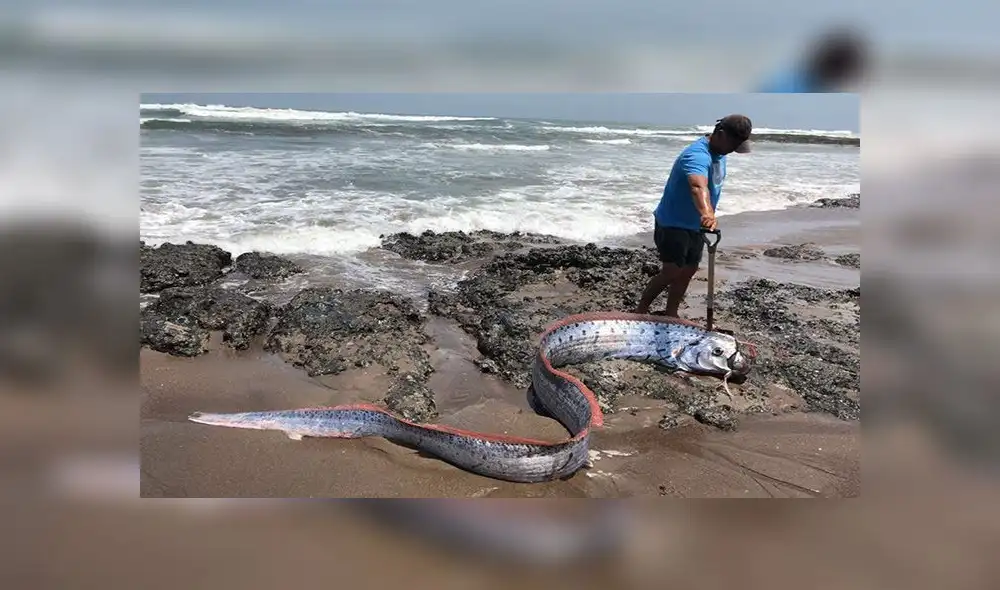 Exhiben pez remo gigante que varó en litoral de Tacna