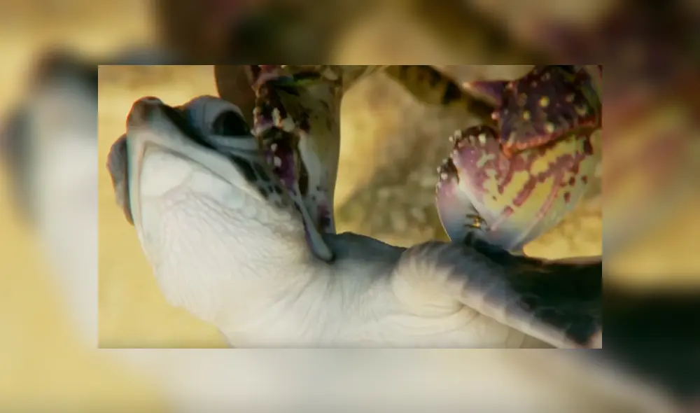 YouTube viral: tortuga bebé estuvo a punto de morir por un cangrejo, pero hizo esto [VIDEO]