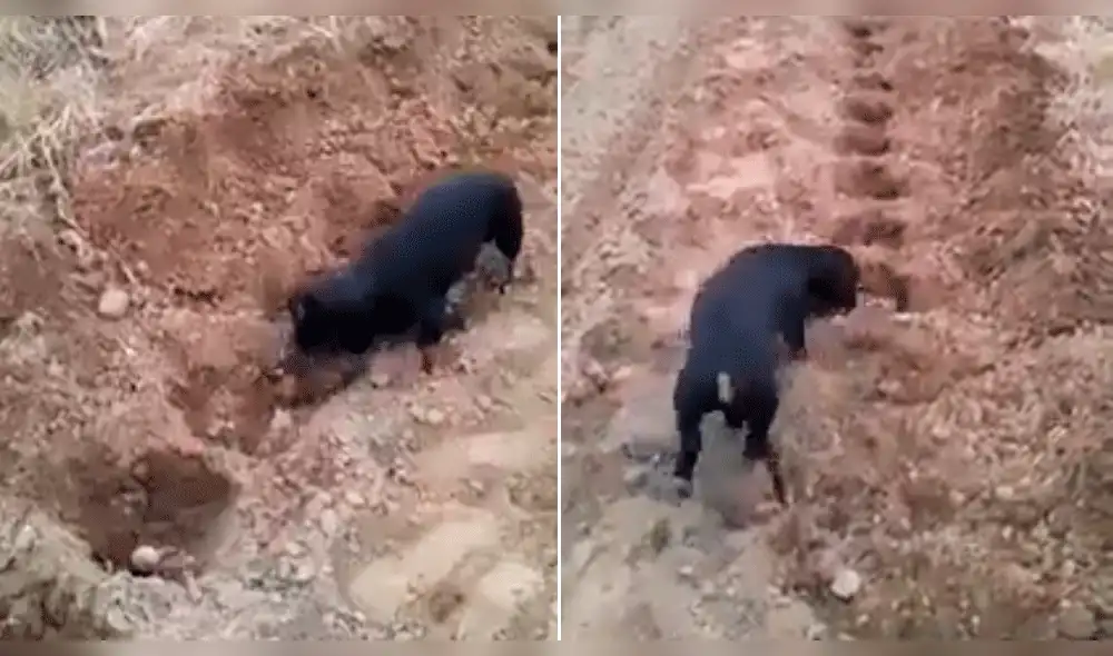 Facebook: perro ayuda a su dueño granjero en el campo y genera polémica por esta razón [VIDEO]