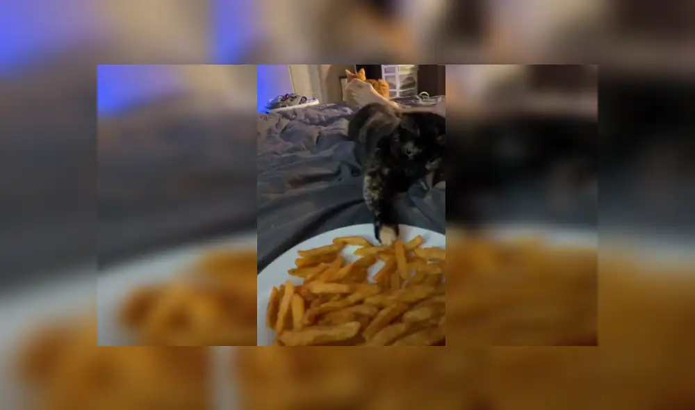 Desliza hacia la izquierda para ver más imágenes sobre este travieso felino. (Foto: captura / TikTok)