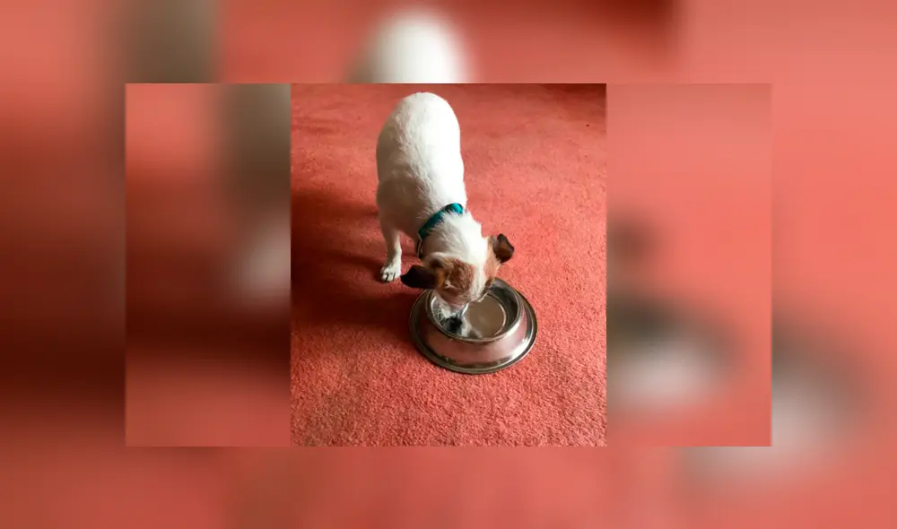 Desliza las imágenes hacia la izquierda para apreciar la tierna acción de un perro al no separarse de su plato. Foto: Animales Queridos.