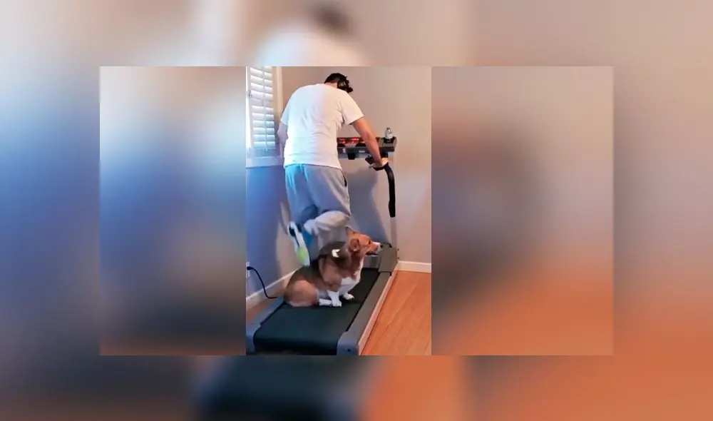 Desliza las imágenes para ver lo que hizo un curioso para evitar que su dueño haga ejercicio. Foto: RM Videos Desliza las imágenes para ver lo que hizo un curioso para evitar que su dueño haga ejercicio. Foto: RM Videos