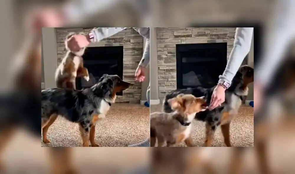 Desliza a la izquierda para ver más fotos de la cautivadora escena entre dos perros y su dueña. (Foto: captura)