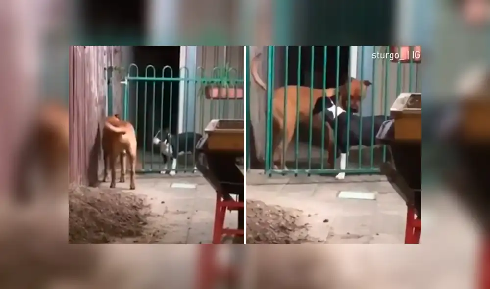 El bull terrier inglés quería salir, pero una reja se lo impedía. Foto: captura.