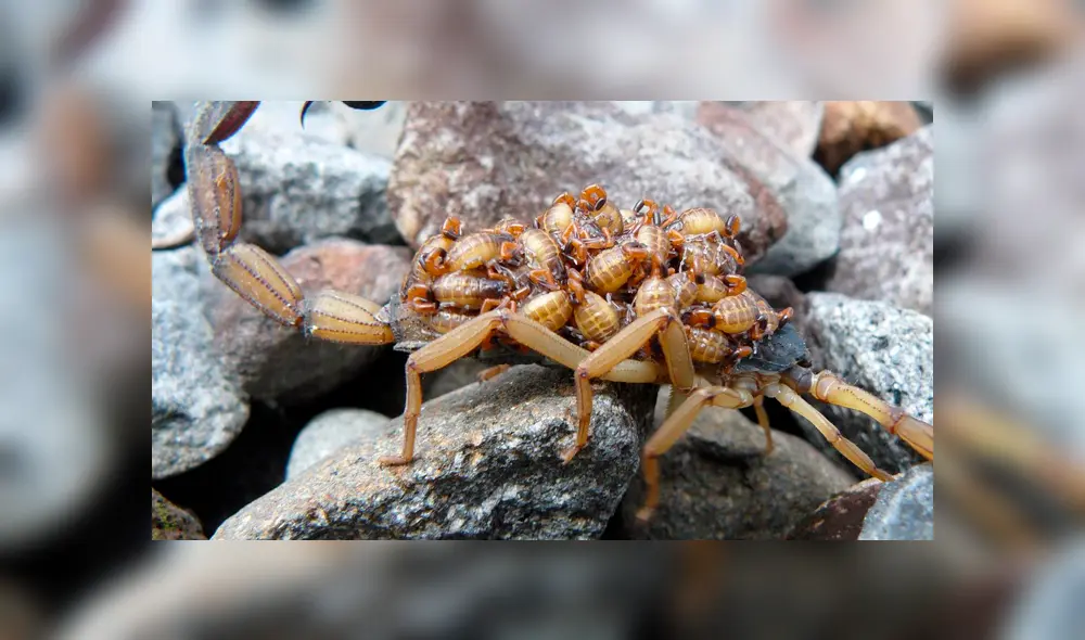 YouTube viral: graban momento en que cientos de crías de mamá alacrán mutan de piel y video causa terror