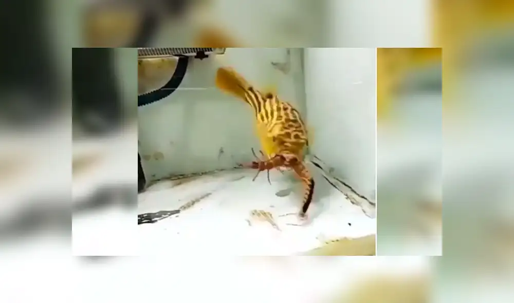El pez y el ciempiés tuvieron un brutal enfrentamiento dentro de la pecera. Foto: captura El pez y el ciempiés tuvieron un brutal enfrentamiento dentro de la pecera. Foto: captura