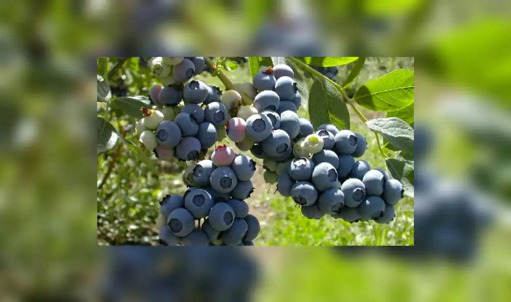 Primera carga de arándanos peruanos conquistarán mercados de China