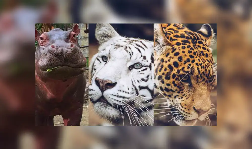 Los animales podrían sufrir desabastecimiento de alimento tras la disposición de la cuarentena. Foto: Fundación Zoológico Santacruz