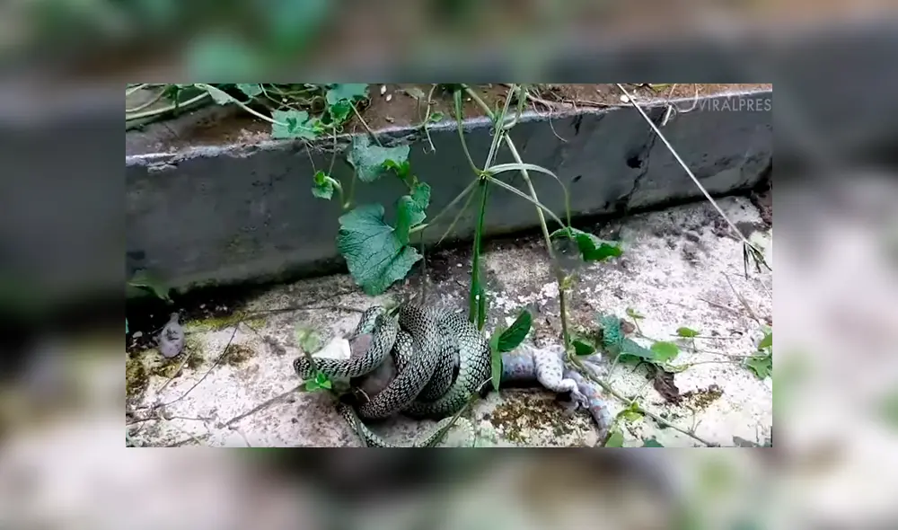 Si quieres ver la brutal batalla entre dos reptiles, revisa nuestra galería de fotos deslizando hacia la izquierda cada imagen del viral de YouTube. Si quieres ver la brutal batalla entre dos reptiles, revisa nuestra galería de fotos deslizando hacia la izquierda cada imagen del viral de YouTube.