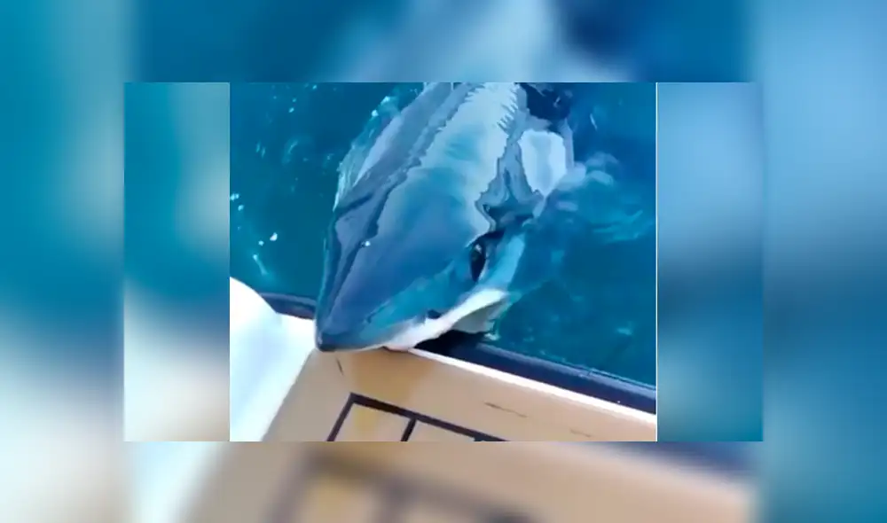 Pescadores grabaron el momento en que gigantesco tiburón emergió del océano. Pescadores grabaron el momento en que gigantesco tiburón emergió del océano.