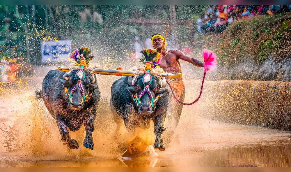 Srinivas Gowda rompió un récord en una tradicional carrera de búfalos en la India. Foto: AFP.