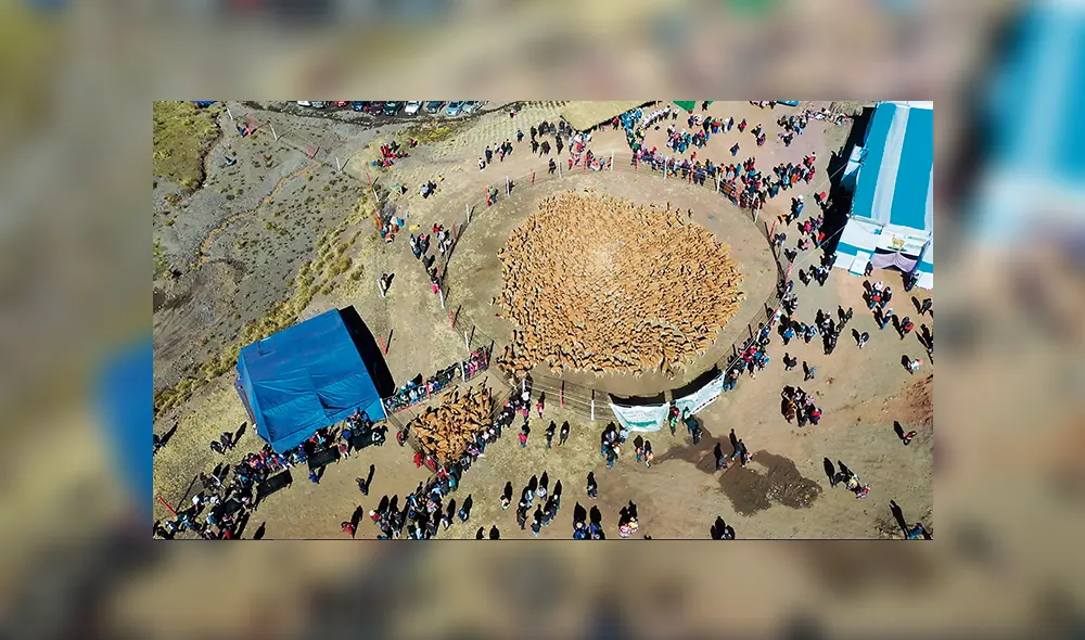 Rodeo de altura. Las vicuñas acorraladas en un gran cerco previo a la tradicional esquila. Rodeo de altura. Las vicuñas acorraladas en un gran cerco previo a la tradicional esquila.