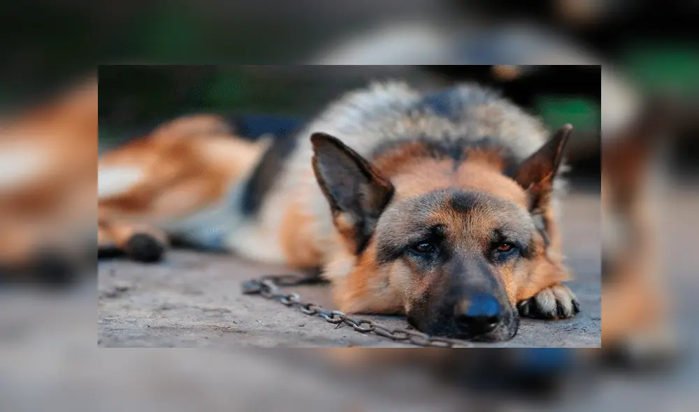 Pastor Alemán fue asesinado brutalmente. Pastor Alemán fue asesinado brutalmente.