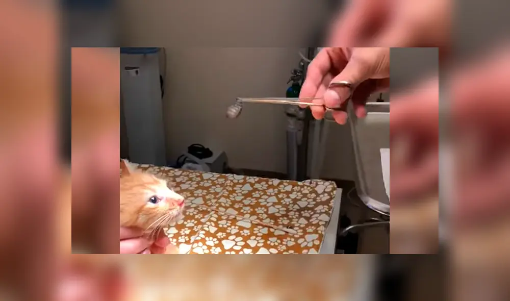YouTube viral: joven lleva a su gato al veterinario y le extraen enorme parásito que vivía en su nariz