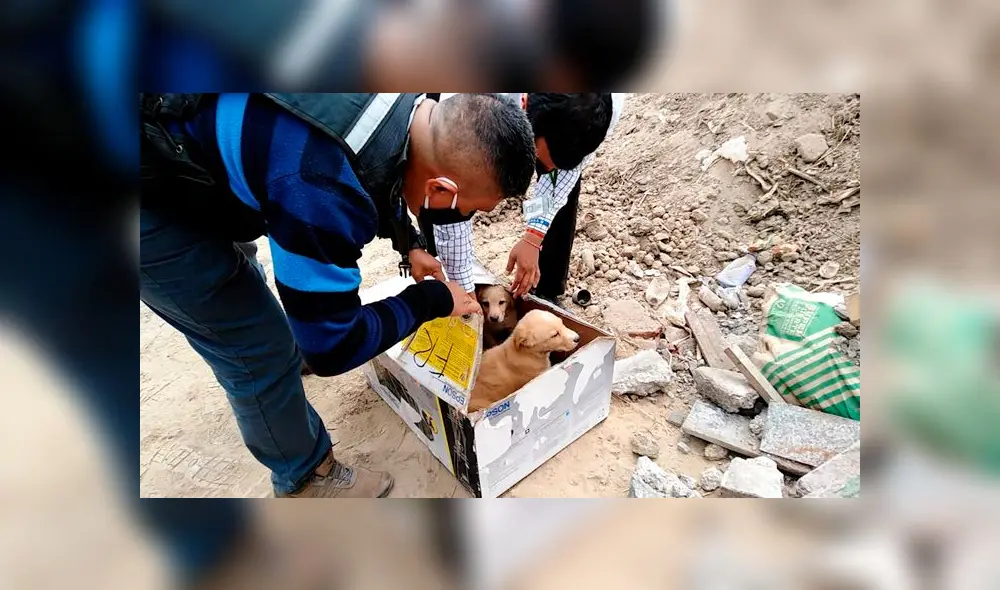 Foto: Municipalidad de Surco Foto: Municipalidad de Surco