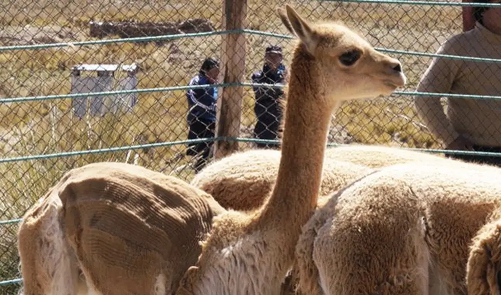 Esquilarán más de 700 vicuñas en tradicional fiesta del Chaccu en Arequipa