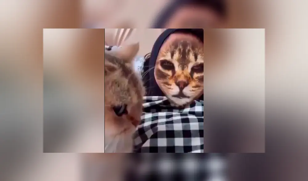 Desliza hacia la izquierda para ver la reacción que tuvo el felino al ver el filtro del gato que se ha vuelto viral en Facebook. Desliza hacia la izquierda para ver la reacción que tuvo el felino al ver el filtro del gato que se ha vuelto viral en Facebook.