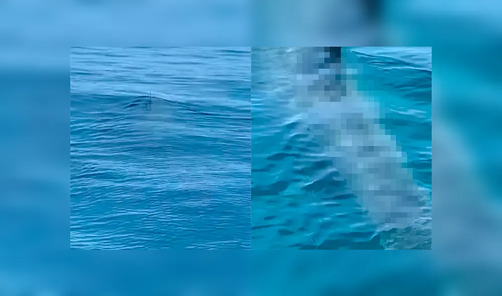 Unos turistas quedaron impactados al ver una enorme criatura marina que se acercaba a su embarcación.