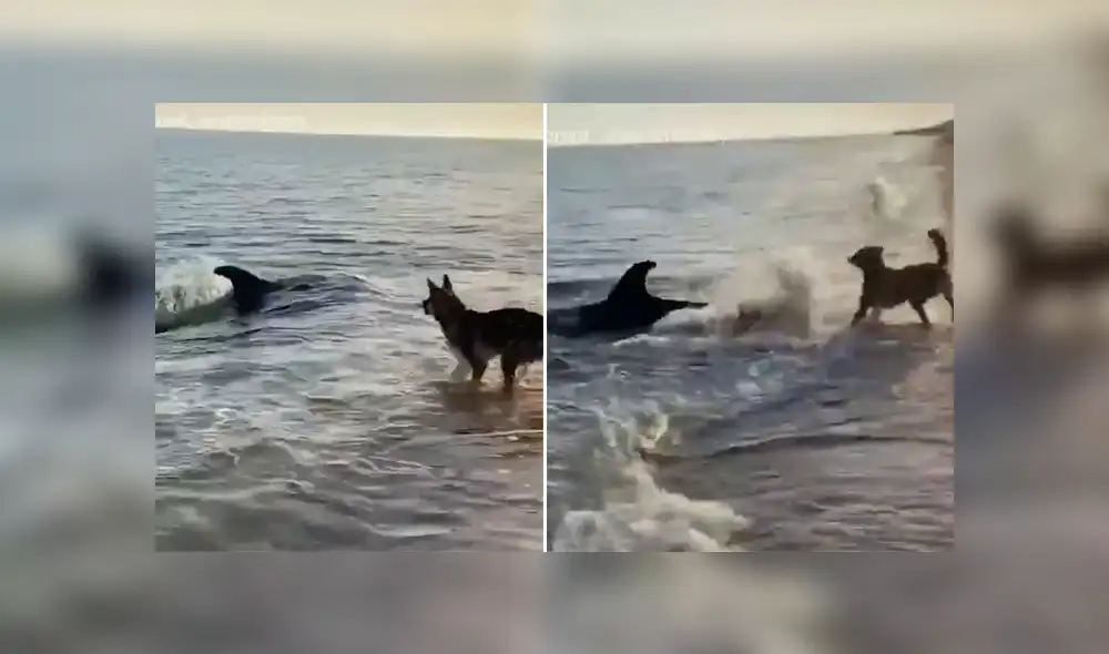 La curiosa escena muestra el insólito momento en que un perro conoce a un delfín en la playa. Foto: Facebook.