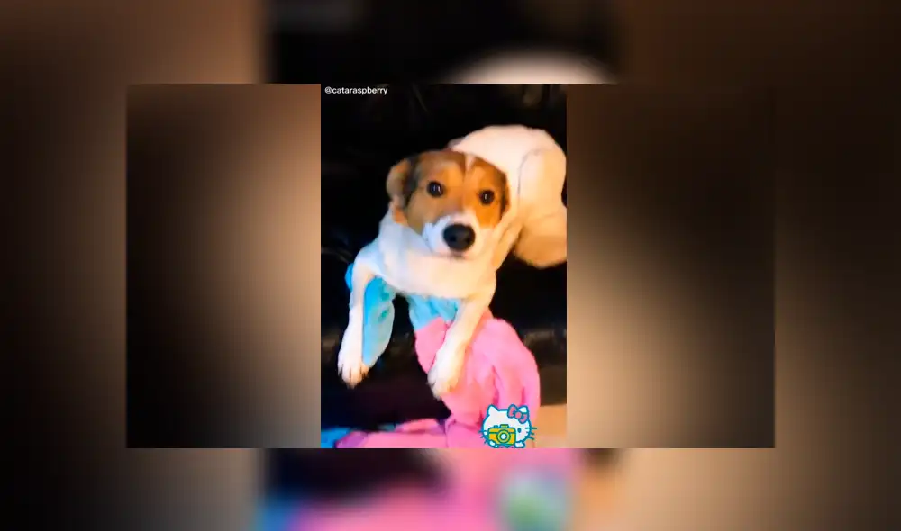Desliza las imágenes para ver la peculiar escena que protagonizó esta perrita al escuchar su ‘palabra favorita’. Fotocaptura: Catalina Miralles/TikTok