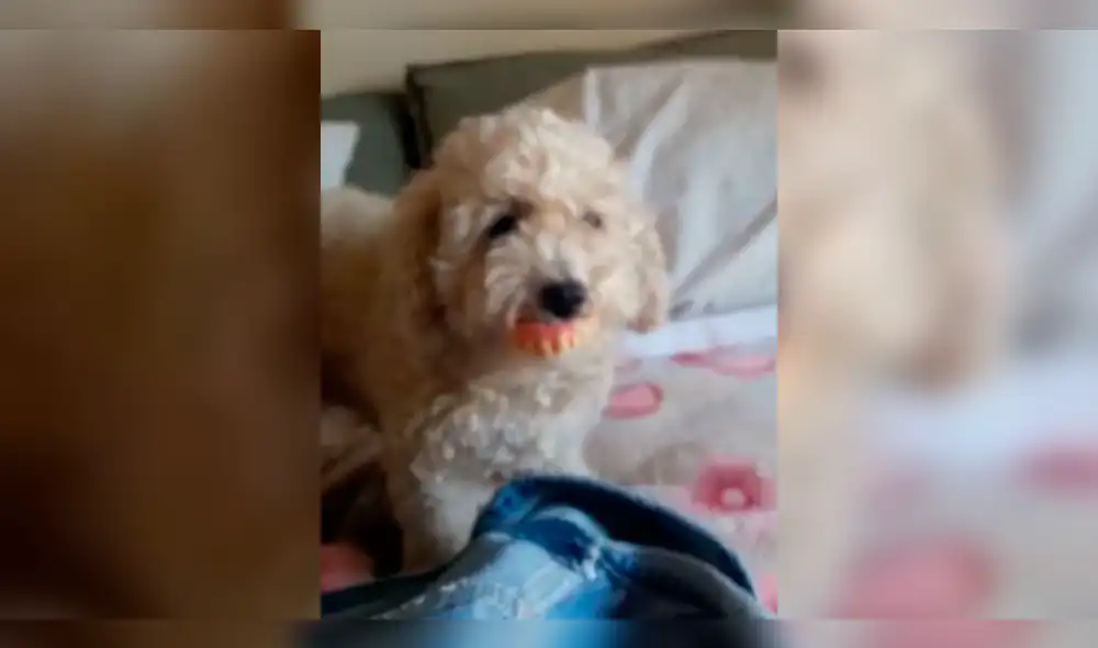 Facebook: perrita se roba dentadura postiza de la abuela y su aspecto genera risas [VIDEO]