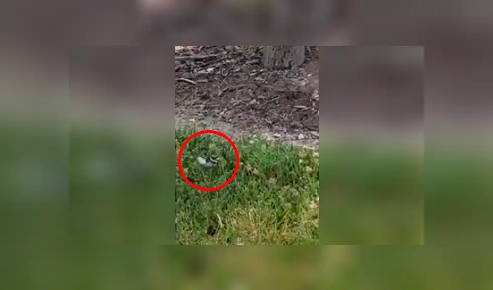 Desliza las imágenes hacia la izquierda para apreciar la noble labor de unos bomberos para rescatar a un ave. Foto: Caters Clips. Desliza las imágenes hacia la izquierda para apreciar la noble labor de unos bomberos para rescatar a un ave. Foto: Caters Clips.