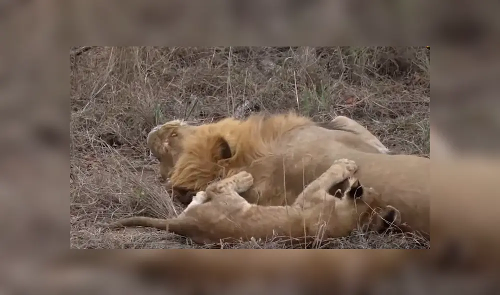 El video que compartió una turista en Facebook muestra una curiosa escena de una manada de leones. El video que compartió una turista en Facebook muestra una curiosa escena de una manada de leones.