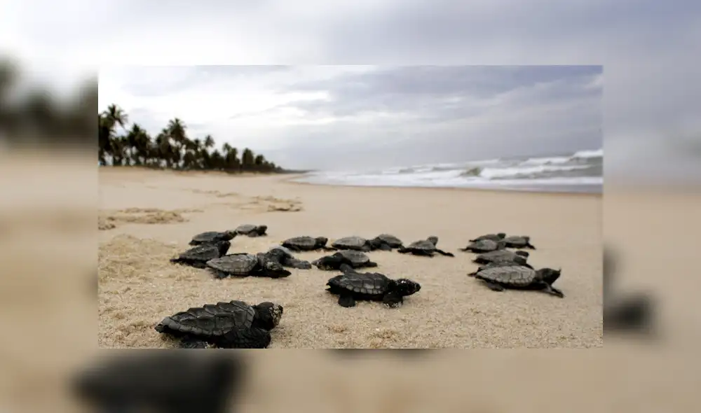 Brasil: nacen 97 tortugas en peligro de extinción en playa desierta ante cuarentena por coronavirus [VIDEO]
