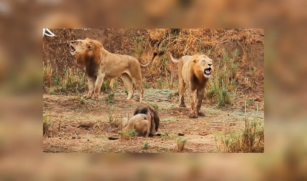 El león de melena más oscura intentó volver a tener su territorio, pero para hacerlo debía enfrentar a sus viejos adversarios. Foto: captura El león de melena más oscura intentó volver a tener su territorio, pero para hacerlo debía enfrentar a sus viejos adversarios. Foto: captura