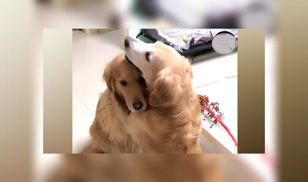 Desliza a la izquierda para ver más sobre esta romántica escena. (Foto: captura)