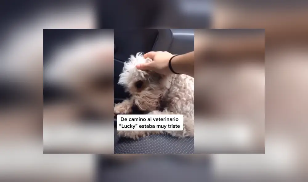 Desliza las imágenes para conocer la conmovedora historia de un perro que recibió ayuda tras ser atropellado. Fotocaptura: Facebook. Desliza las imágenes para conocer la conmovedora historia de un perro que recibió ayuda tras ser atropellado. Fotocaptura: Facebook.