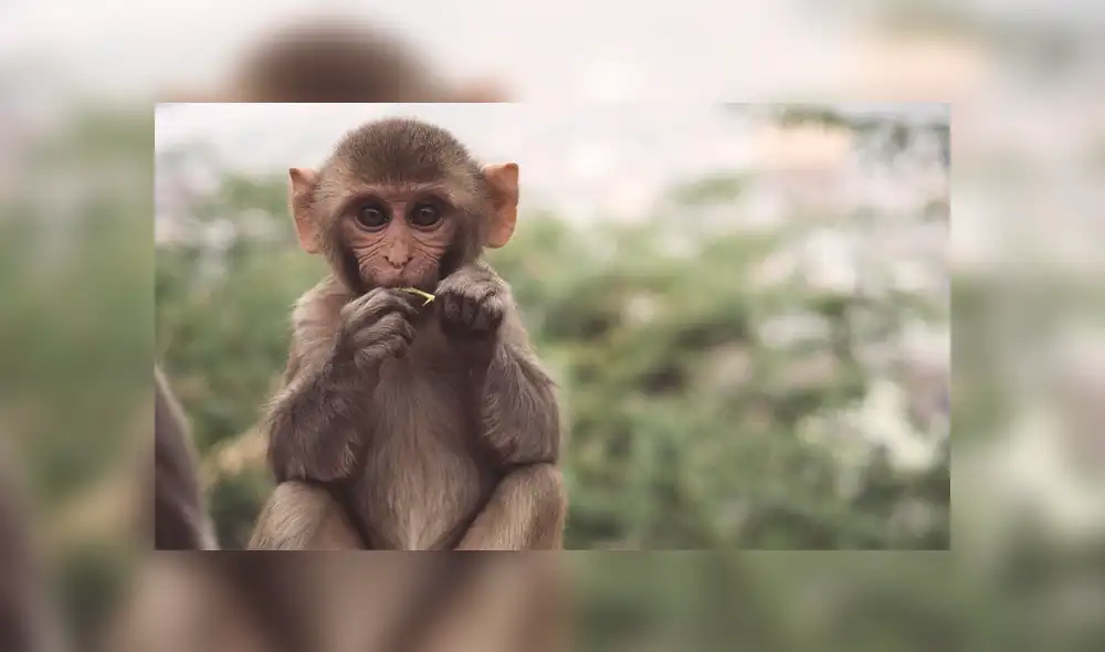 Animales - maltrato animal - Estados Unidos