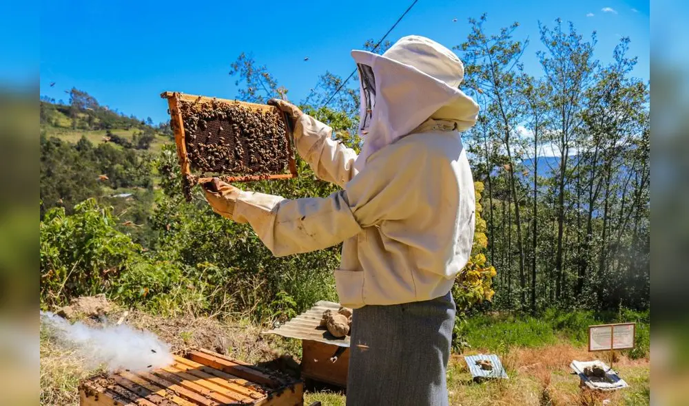 Proyecto Sierra y Selva Alta. Proyecto Sierra y Selva Alta.