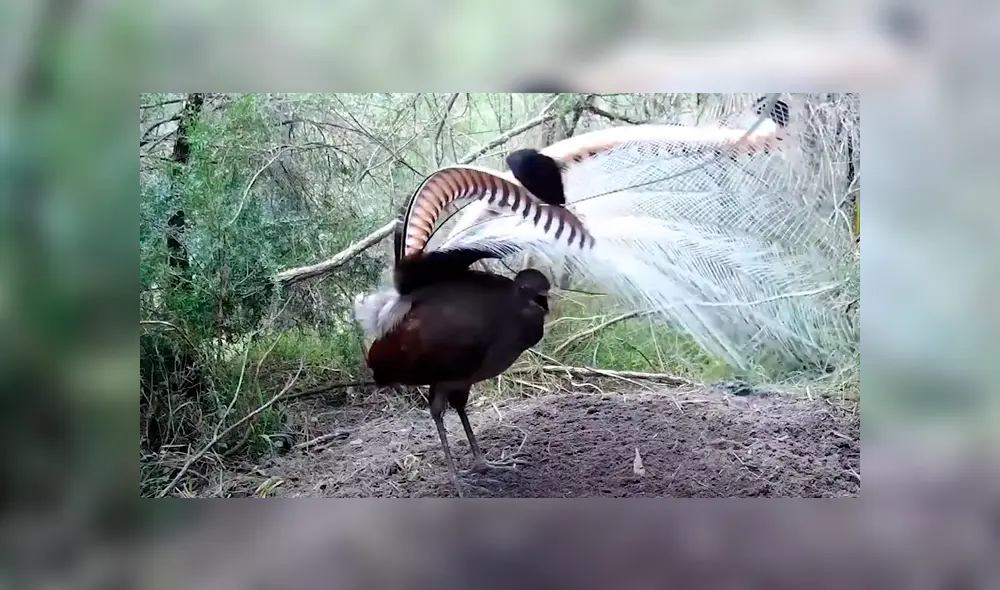 Esta ave es capaz de copiar los cantos de otras aves. Foto: Viral Press / YouTube