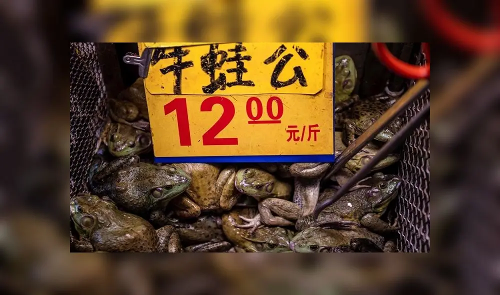 En algunos mercados de China siguen vendiendo animales, a pesar de las restricciones tras la propagación del coronavirus SARS-CoV-2. Foto: EFE En algunos mercados de China siguen vendiendo animales, a pesar de las restricciones tras la propagación del coronavirus SARS-CoV-2. Foto: EFE
