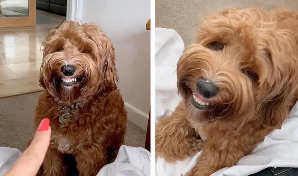Desliza las imágenes para observar la singular reacción de una perrita para impedir que le llamen la atención. Foto: Caters Clips/ Referencial