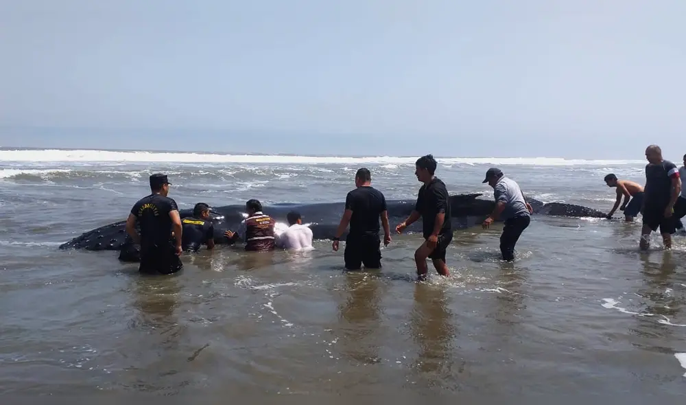 Pescadores, pobladores y autoridades se unen para salvar a ballena.